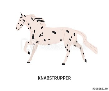 Knabstrupper horse flat vector illustration