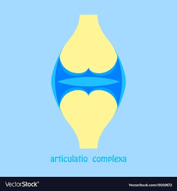 Knee joint health care icon flat vector image