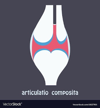 Knee joint health care icon flat vector image