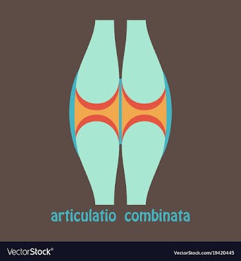 Knee joint health care icon flat vector image