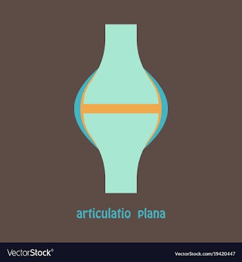Knee joint health care icon flat vector image