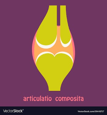 Knee joint health care icon flat vector image