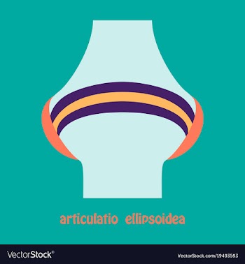 Knee joint health care icon flat vector image