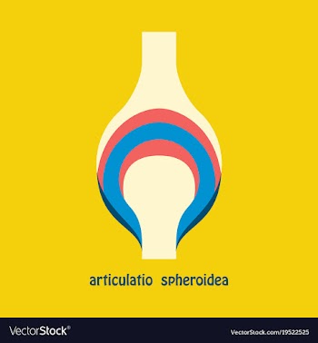 Knee joint health care icon flat vector image