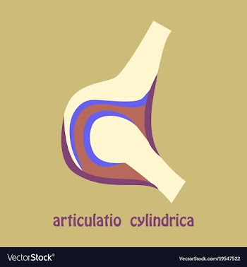 Knee joint health care icon flat vector image