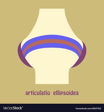 Knee joint health care icon flat vector image