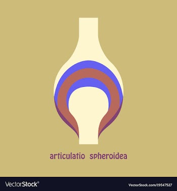 Knee joint health care icon flat vector image