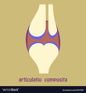 Knee joint health care icon flat vector image