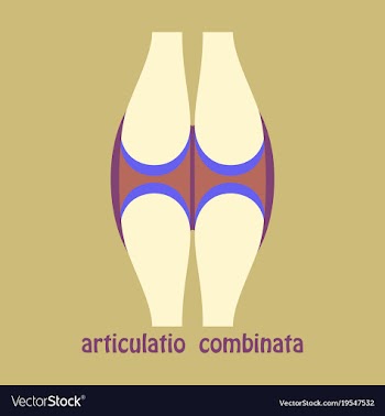 Knee joint health care icon flat vector image