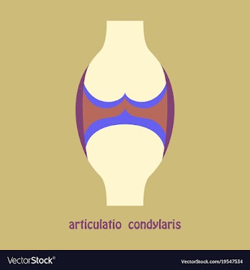 Knee joint health care icon flat vector image