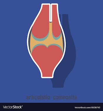 Knee joint health care icon sticker vector image
