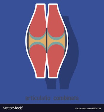 Knee joint health care icon sticker vector image