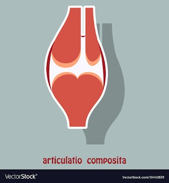 Knee joint health care icon sticker vector image