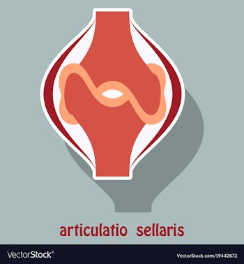 Knee joint health care icon sticker vector image