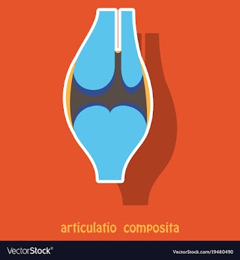 Knee joint health care icon sticker vector image