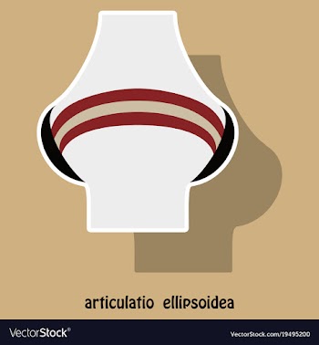 Knee joint health care icon sticker vector image