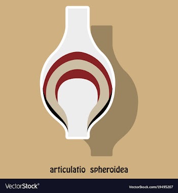 Knee joint health care icon sticker vector image