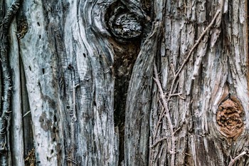 Knot In Tree Trunk