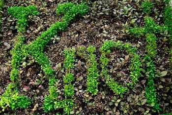 Knot Written In Plants