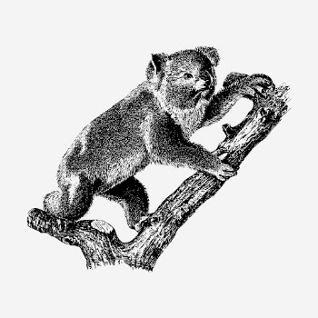 Koala, animal illustration, black and | Free Photo Illustration - rawpixel
