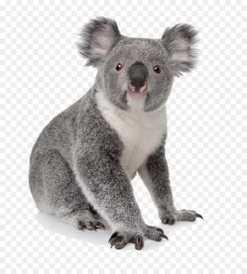Koala Australia Bear Cuteness Animal - Koala daze 