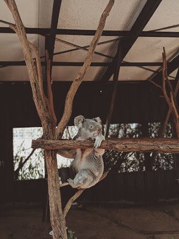 Koala Bear on Brown Branch