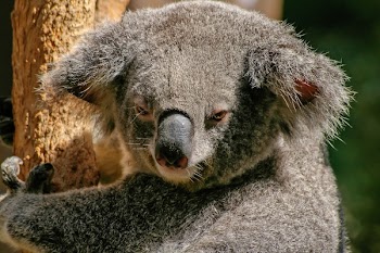 Koala Bear on Tree during Daytime