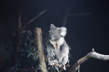 Koala Bear on Wood