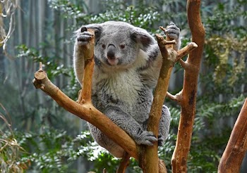 Koala.jpg