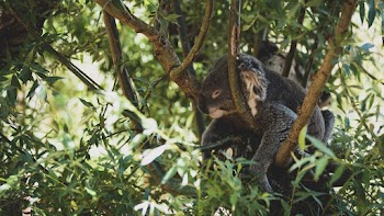 Koala On A Tree