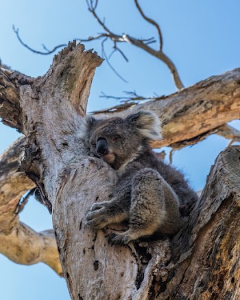 Koala On Tree