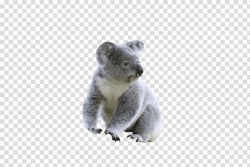 Koala PNG Photo