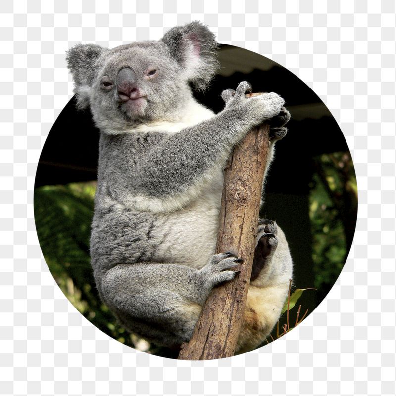 Koala png sticker, bear photo | Free PNG - rawpixel