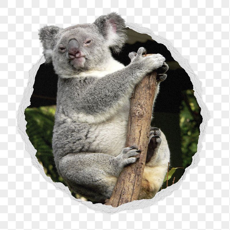 Koala png sticker, bear photo | Free PNG - rawpixel