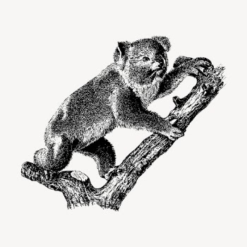 Koala, wild life clipart vector. | Free Vector Illustration - rawpixel