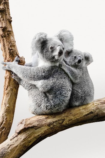 Koalas isolated on white, real | Free PSD - rawpixel