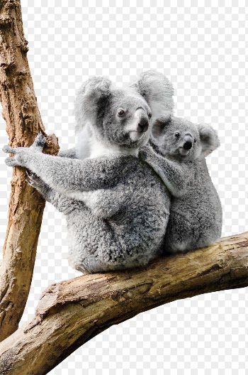 Koalas png clipart, wildlife, transparent | Free PNG - rawpixel