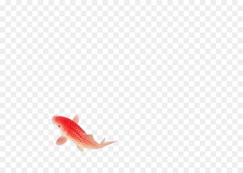 Koi - A red fish 