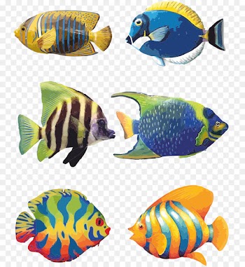 Koi Angelfish Tropical fish Drawing - Aquarium fish 