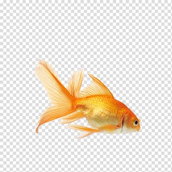 Koi Carassius auratus Aquarium fish feed Aquarium fish feed, goldfish, common golf fish transparent background PNG clipart
