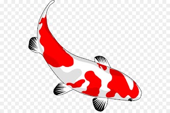Koi Carassius auratus Drawing Clip art - Cartoon Koi Fish 