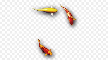 Koi Carassius auratus Fish - Auspicious red and gold fish 