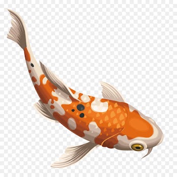 Koi Carassius auratus Fish - Beautiful spot fish 