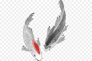 Koi Carassius auratus Fish Carp - fish 