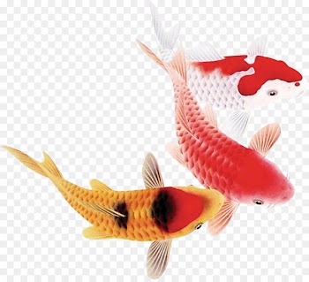 Koi Carassius auratus Fish - fish 