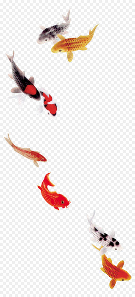 Koi Carassius auratus Fish Template - Beautiful koi carp fish goldfish fine 