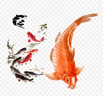 Koi Carassius auratus Ink wash painting - Ink fish 