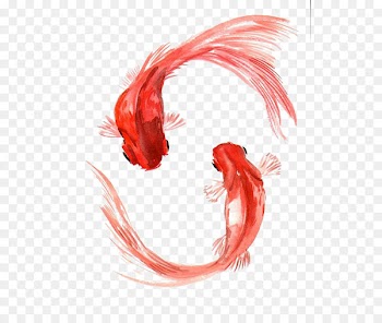 Koi Carassius auratus Watercolor painting Fish - goldfish 