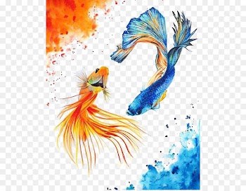 Koi Carassius auratus Yin Yang fish Watercolor painting - Fish 