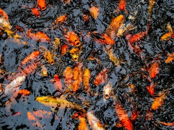 Koi carp at the Tropical Dream Center in Ocean Expo Park, Okinawa, Japan